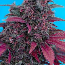 Devil Cream Autofloreciente Feminizada de Sweet Seeds