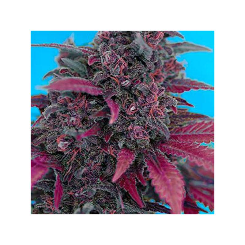 Devil Cream Autofloreciente Feminizada de Sweet Seeds