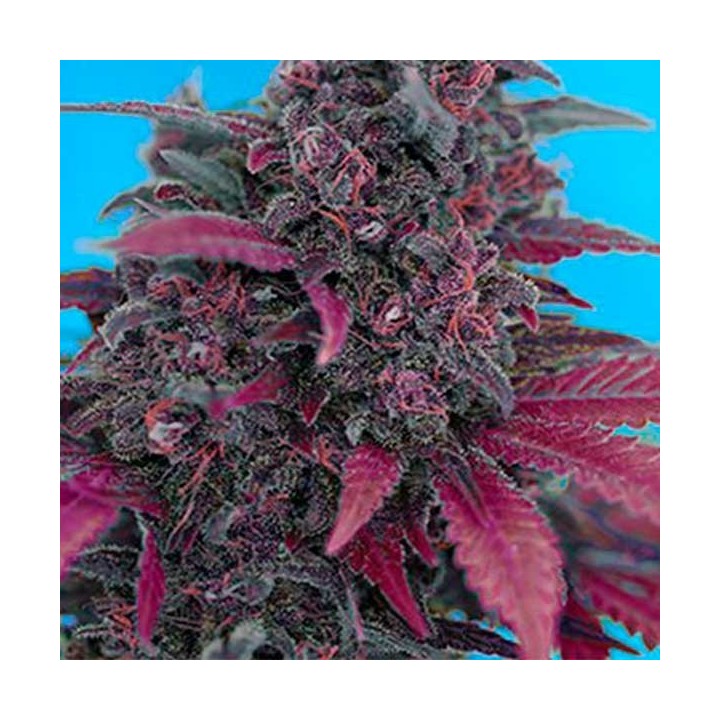 Devil Cream Autofloreciente Feminizada de Sweet Seeds
