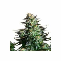 Amnesia Platinum Feminizada de Bulk Seeds Bank