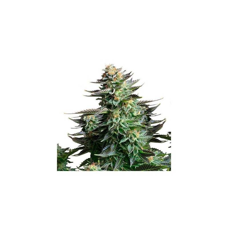 Amnesia Platinum Feminizada de Bulk Seeds Bank