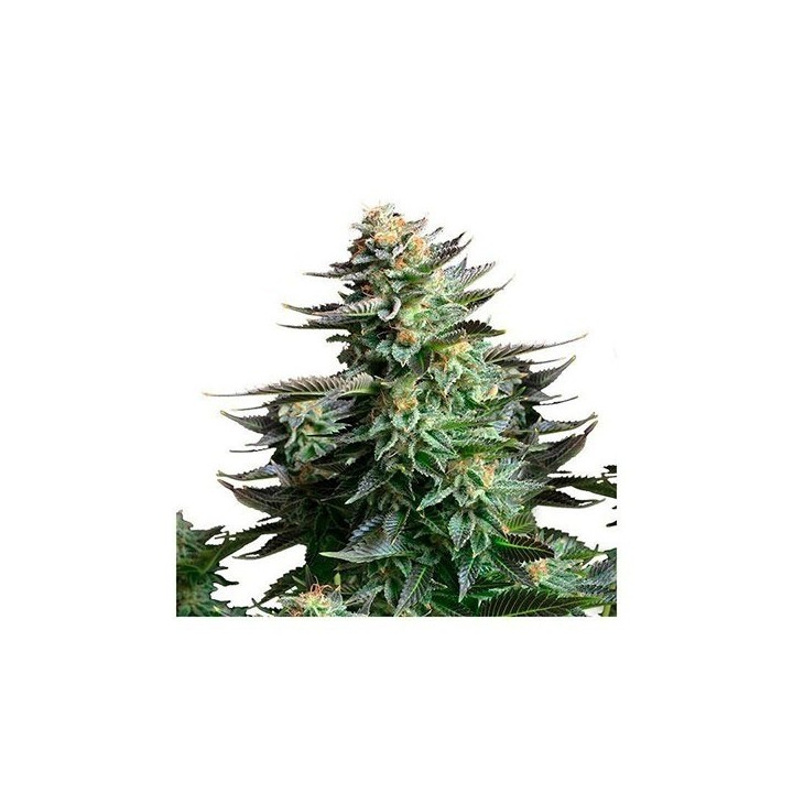 Amnesia Platinum Feminizada de Bulk Seeds Bank