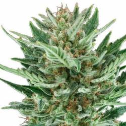 Cheese Autofloreciente Feminizada de Bulk Seeds Bank