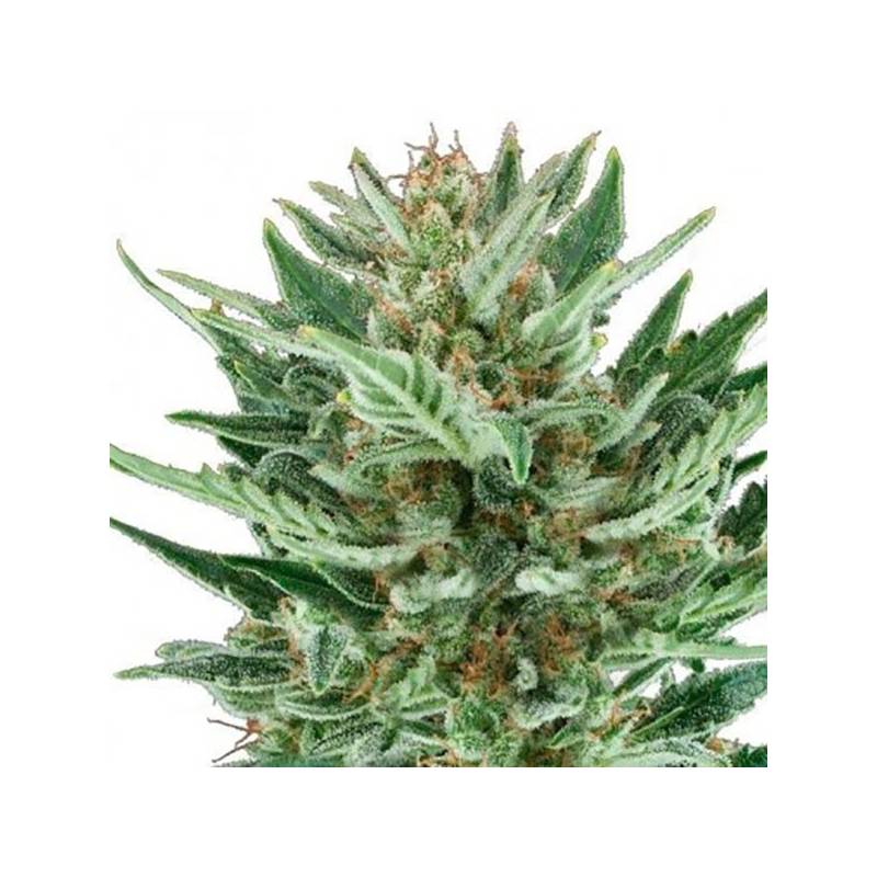 Cheese Autofloreciente Feminizada de Bulk Seeds Bank