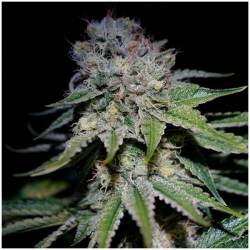 Cocopopo Autofloreciente Feminizada de Bulk Seeds Bank