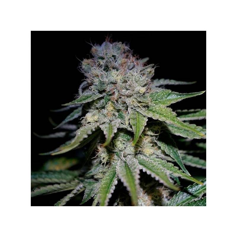 Cocopopo Autofloreciente Feminizada de Bulk Seeds Bank