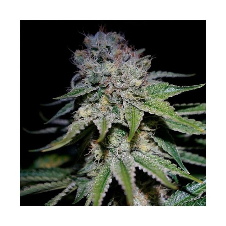 Cocopopo Autofloreciente Feminizada de Bulk Seeds Bank