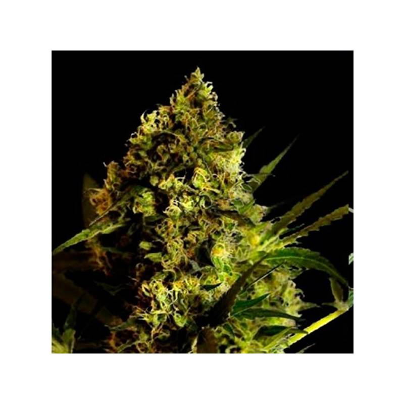 Devil Kiss Autofloreciente Feminizada de Bulk Seeds Bank