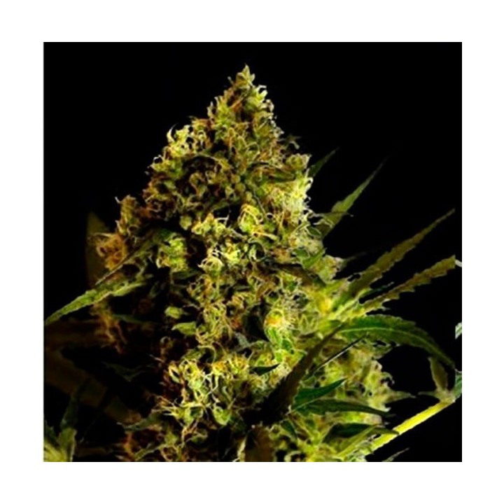 Devil Kiss Autofloreciente Feminizada de Bulk Seeds Bank