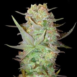 Dubai Poison Autofloreciente Feminizada de Bulk Seeds Bank