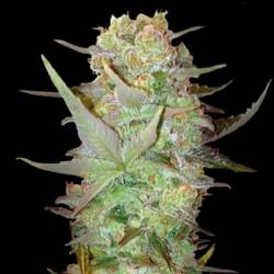 Dubai Poison Autofloreciente Feminizada de Bulk Seeds Bank