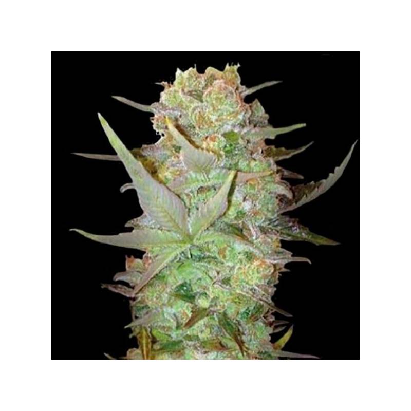 Dubai Poison Autofloreciente Feminizada de Bulk Seeds Bank