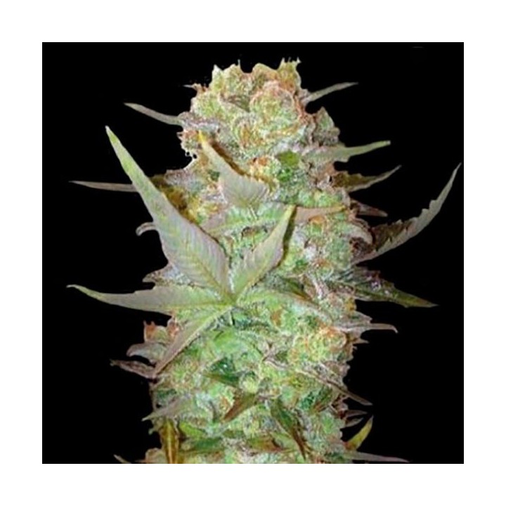 Dubai Poison Autofloreciente Feminizada de Bulk Seeds Bank