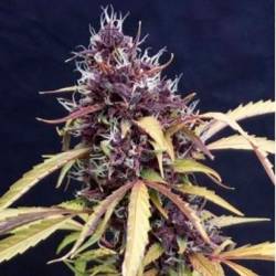 Easy Ryder Autofloreciente Feminizada de Bulk Seeds Bank