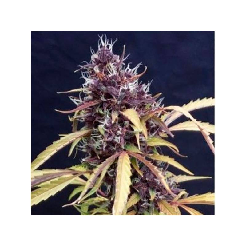 Easy Ryder Autofloreciente Feminizada de Bulk Seeds Bank