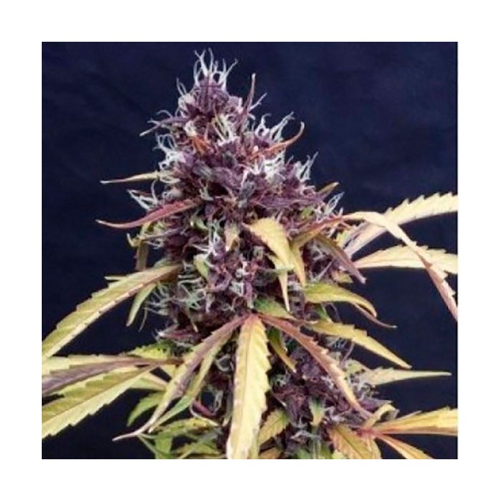 Easy Ryder Autofloreciente Feminizada de Bulk Seeds Bank