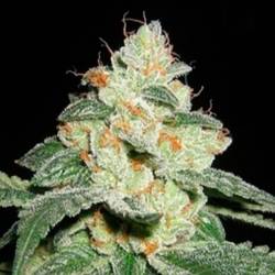 Auto Good Wild Shark Autofloreciente Feminizada de Bulk Seeds