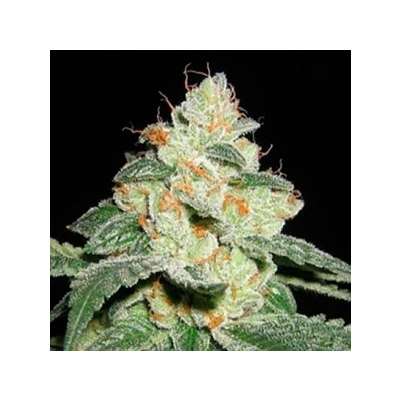 Auto Good Wild Shark Autofloreciente Feminizada de Bulk Seeds