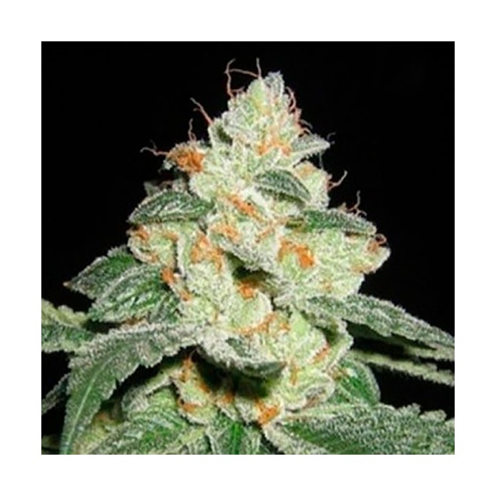 Auto Good Wild Shark Autofloreciente Feminizada de Bulk Seeds
