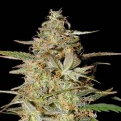 Hindu Kush Autofloreciente Feminizada de Bulk Seeds Bank