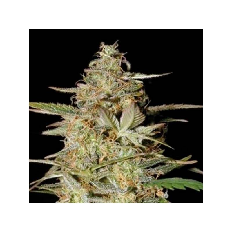 Hindu Kush Autofloreciente Feminizada de Bulk Seeds Bank