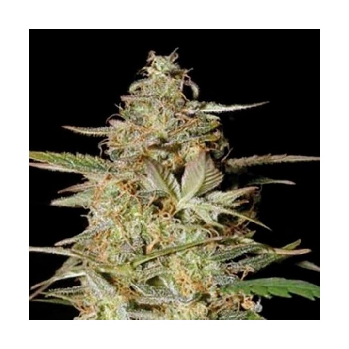 Hindu Kush Autofloreciente Feminizada de Bulk Seeds Bank