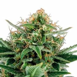 Jack Hair Autofloreciente Feminizada de Bulk Seeds Bank