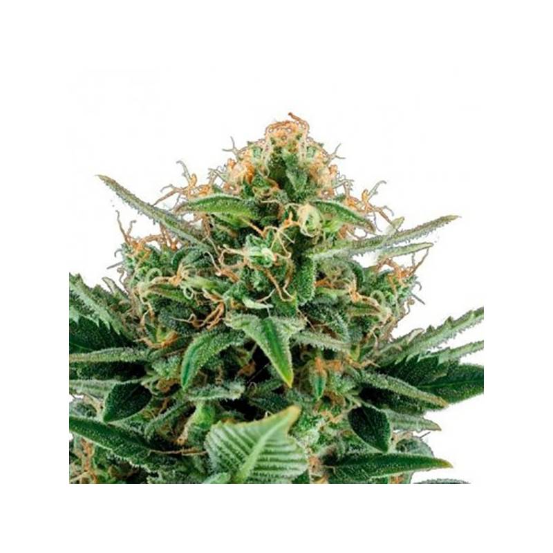 Jack Hair Autofloreciente Feminizada de Bulk Seeds Bank