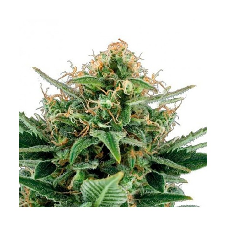 Jack Hair Autofloreciente Feminizada de Bulk Seeds Bank