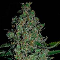 Chronical Autofloreciente Feminizada de Bulk Seeds Bank