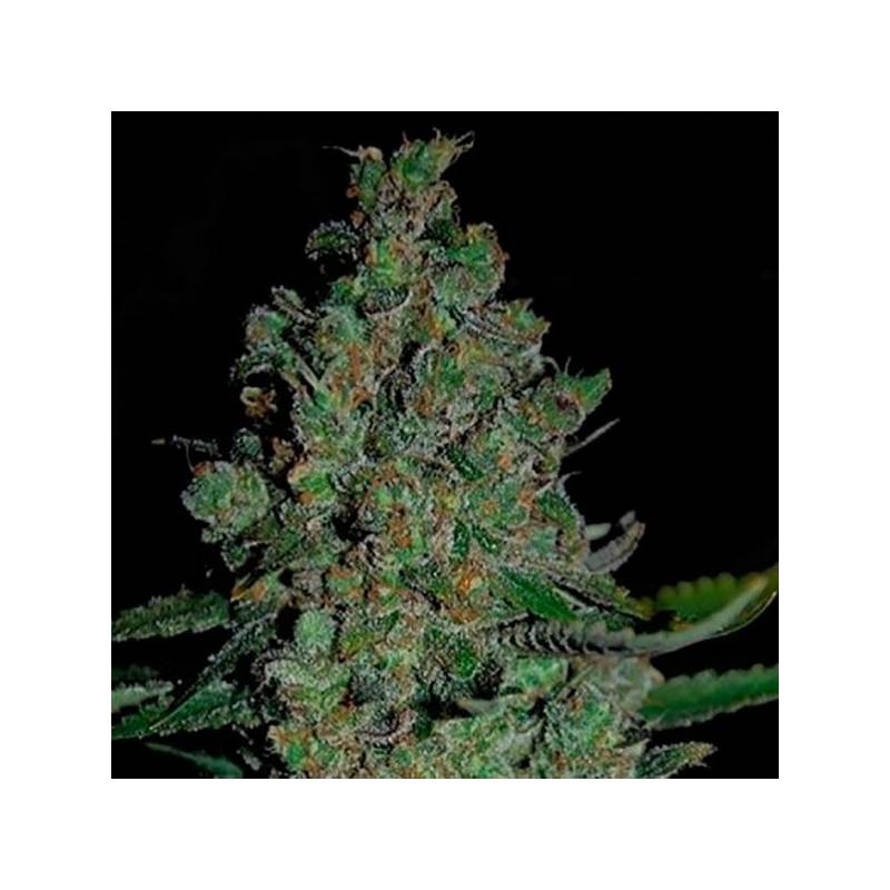 Chronical Autofloreciente Feminizada de Bulk Seeds Bank