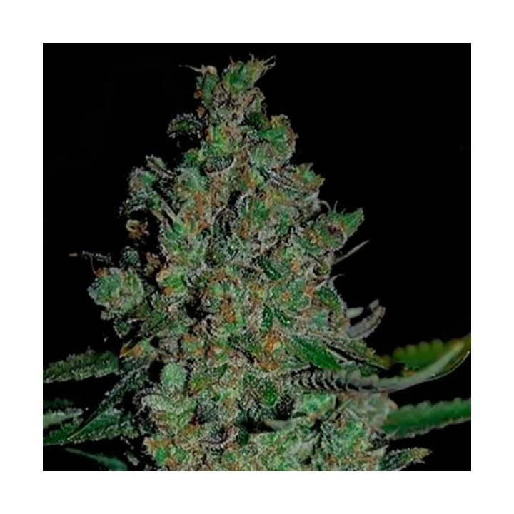Chronical Autofloreciente Feminizada de Bulk Seeds Bank