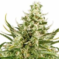 Critical Autofloreciente Feminizada de Bulk Seeds Bank