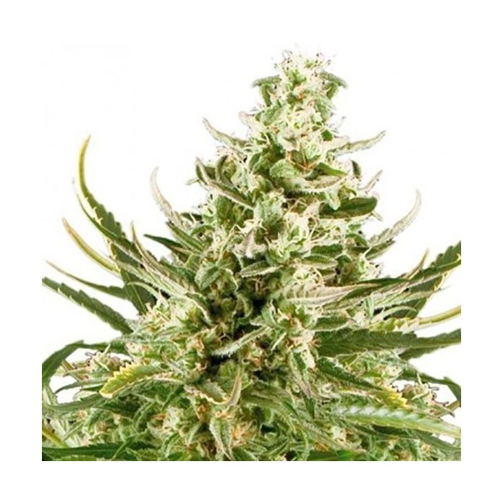 Critical Autofloreciente Feminizada de Bulk Seeds Bank