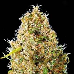 Kali Mistery Autofloreciente Feminizada de Bulk Seeds Bank