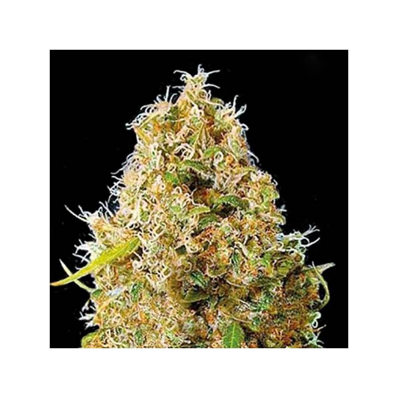 Kali Mistery Autofloreciente Feminizada de Bulk Seeds Bank