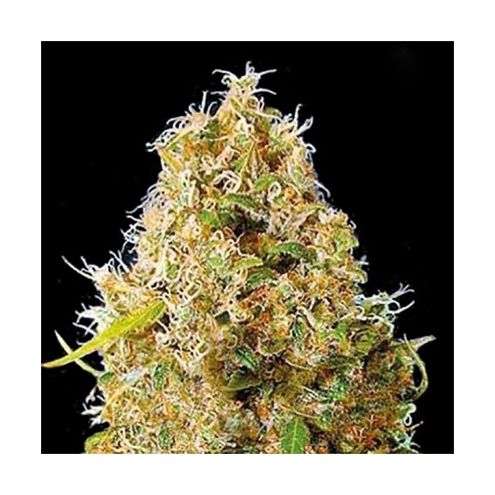 Kali Mistery Autofloreciente Feminizada de Bulk Seeds Bank