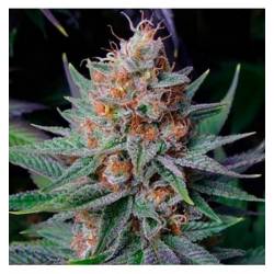 Lavender Best Autofloreciente Feminizada de Bulk Seeds Bank