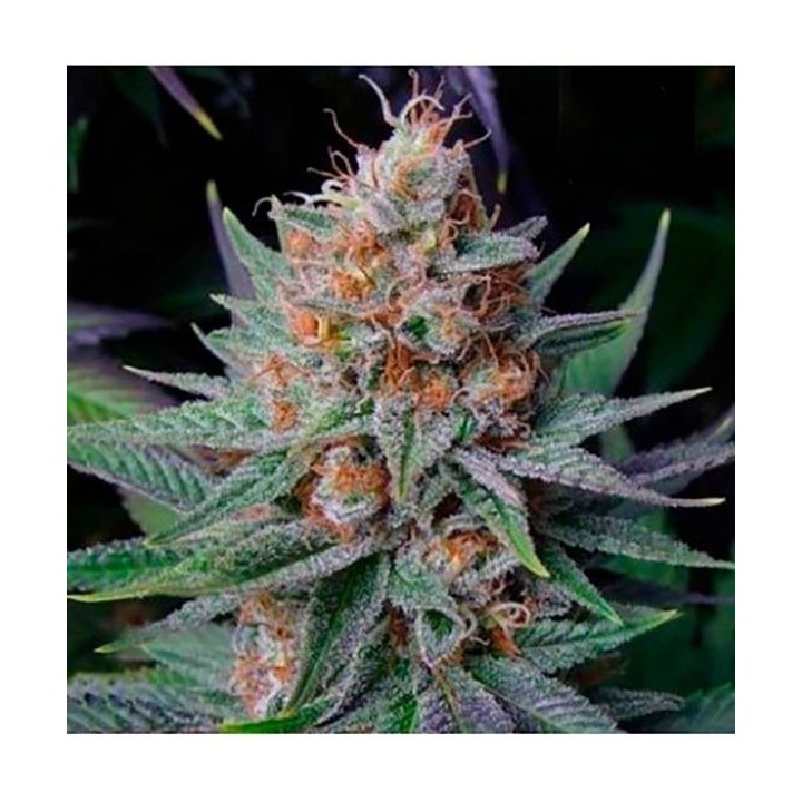 Lavender Best Autofloreciente Feminizada de Bulk Seeds Bank