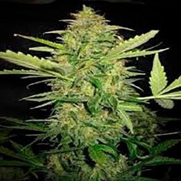 Lime Skunk Autofloreciente Feminizada de Bulk Seeds Bank