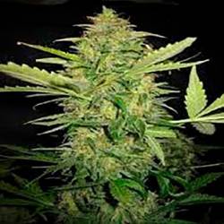 Lime Skunk Autofloreciente Feminizada de Bulk Seeds Bank