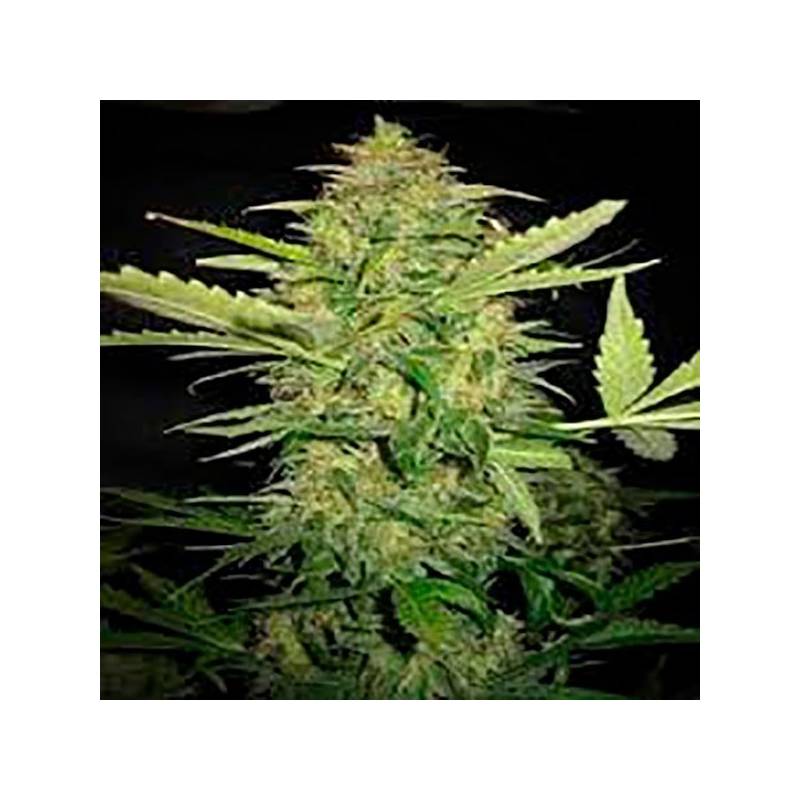 Lime Skunk Autofloreciente Feminizada de Bulk Seeds Bank