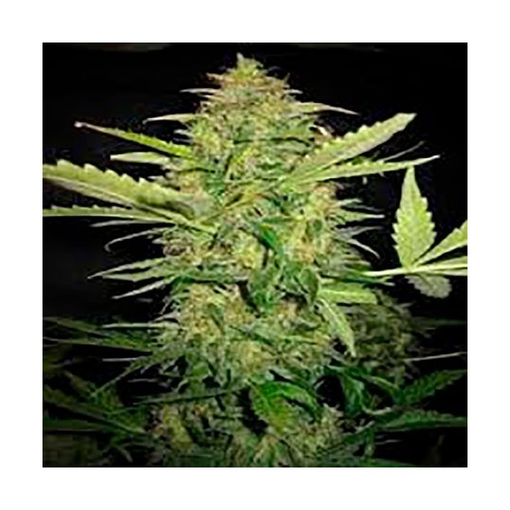 Lime Skunk Autofloreciente Feminizada de Bulk Seeds Bank