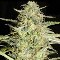 Lover Ryder Autofloreciente Feminizada de Bulk Seeds Bank