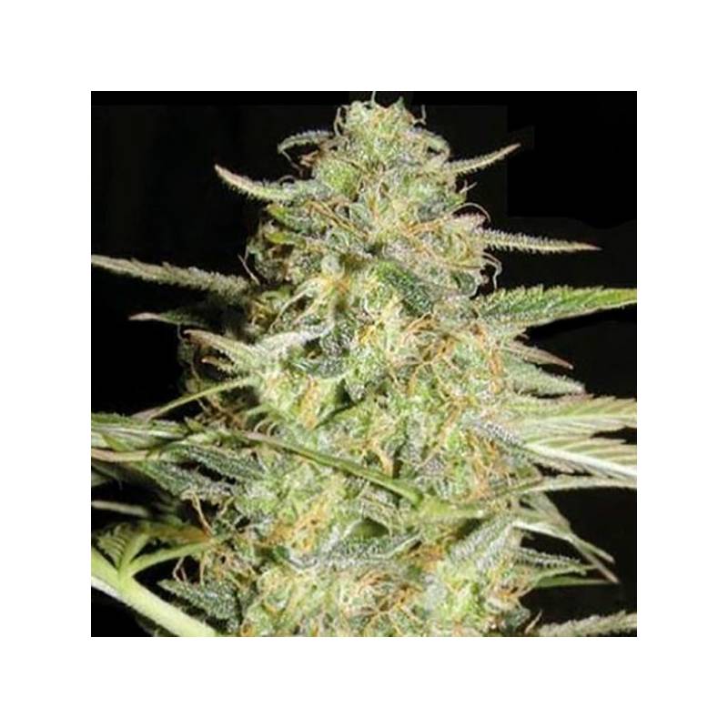 Lover Ryder Autofloreciente Feminizada de Bulk Seeds Bank