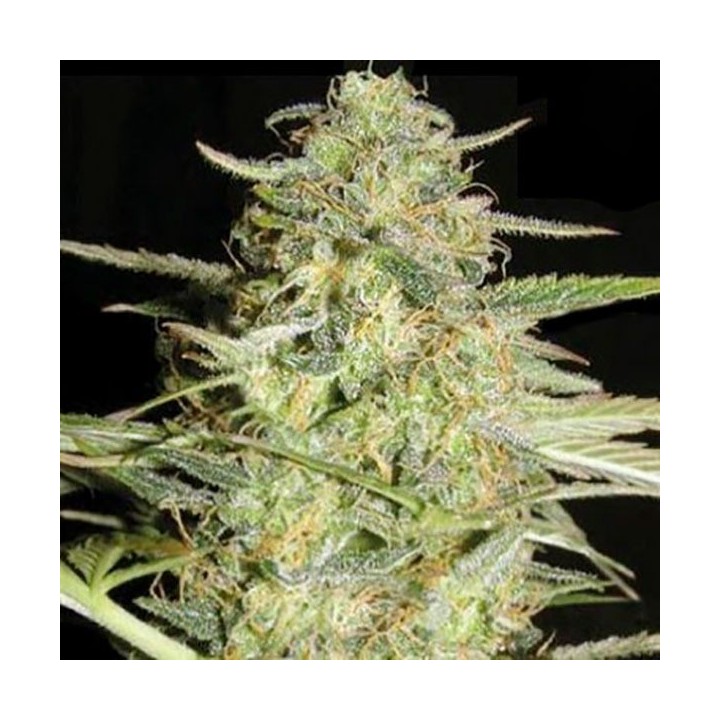 Lover Ryder Autofloreciente Feminizada de Bulk Seeds Bank