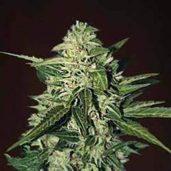 Mazar Extra Autofloreciente Feminizada de Bulk Seeds Bank