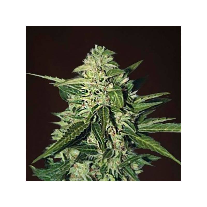 Mazar Extra Autofloreciente Feminizada de Bulk Seeds Bank