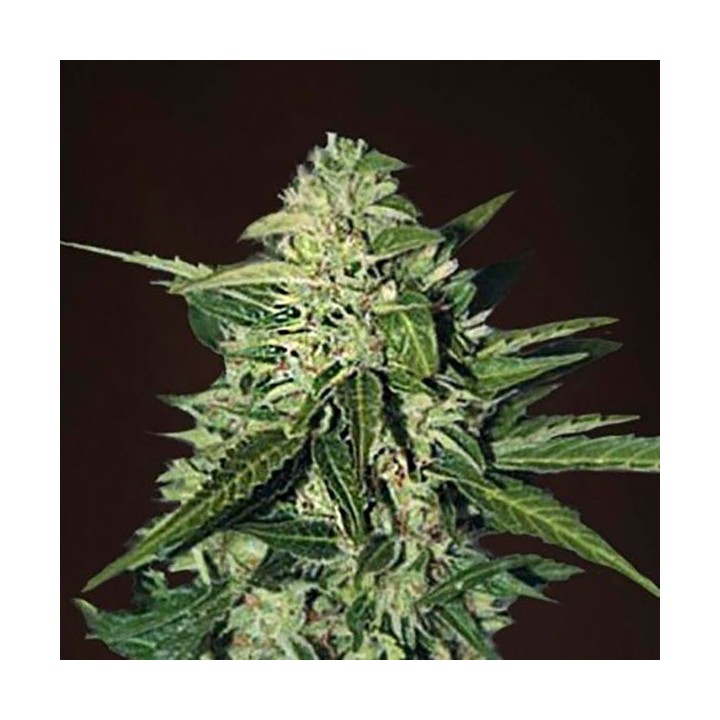 Mazar Extra Autofloreciente Feminizada de Bulk Seeds Bank
