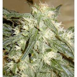 Northern Light Autofloreciente Feminizada de Bulk Seeds Bank